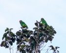Amazona-Jamaicana-Piquiclara-(4)