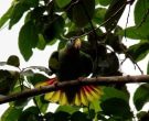 Amazona-Jamaicana-Piquiclara-(5)
