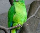 Amazona-Jamaicana-Piquioscura-(2)