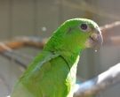 Amazona-Jamaicana-Piquioscura-(3)