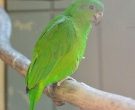 Amazona-Jamaicana-Piquioscura-(4)