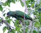 Amazona-Jamaicana-Piquioscura-(5)
