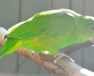 Amazona-Jamaicana-Piquioscura-(6)