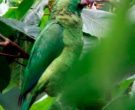 Amazona-Jamaicana-Piquioscura-(7)