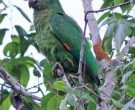 Amazona-Jamaicana-Piquioscura-(8)