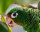 Amazona-vittata-(4)