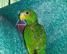 Amazona-Yucateca-(3)