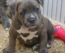 American Bully