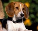 American Foxhound