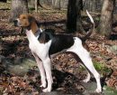 American Foxhound