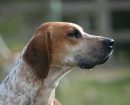 American Foxhound