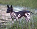 American Hairless Terrier