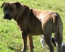 American Mastiff Panja