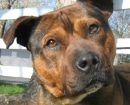 American Mastiff Panja