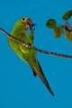 Psittacara-chloropterus-5