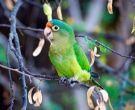 Aratinga-Frentinaranja-(2)