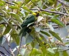 Aratinga-Orejigualda-(2)
