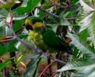 Aratinga-Orejigualda-(3)