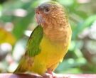 Aratinga-pertinax-aeruginosa-(5)