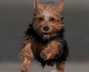 Australian Terrier