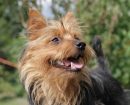 Australian Terrier