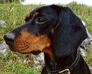 Austrian Black and Tan Hound