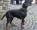 Austrian Black and Tan Hound