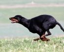 Austrian Black and Tan Hound