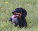 Austrian Black and Tan Hound