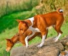 basenji-(3)