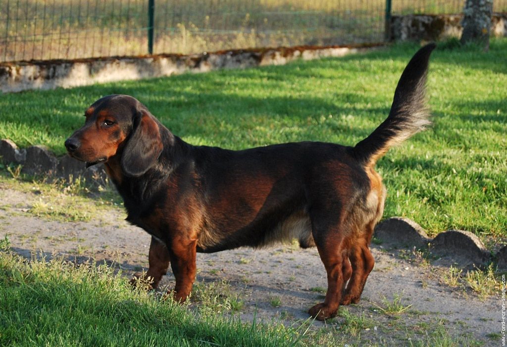 Hunde fähigkeiten