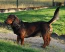 Basset Alpino