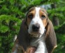 Basset Artesiano de Normandia