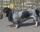 Basset bleu de Gascogne