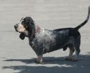 Basset bleu de Gascogne