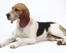 Basset de Artois