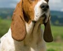 Basset de Artois