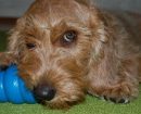 Basset Fauve de Bretagne