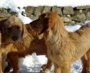Basset Fauve de Bretagne