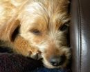 Basset Fauve de Bretagne