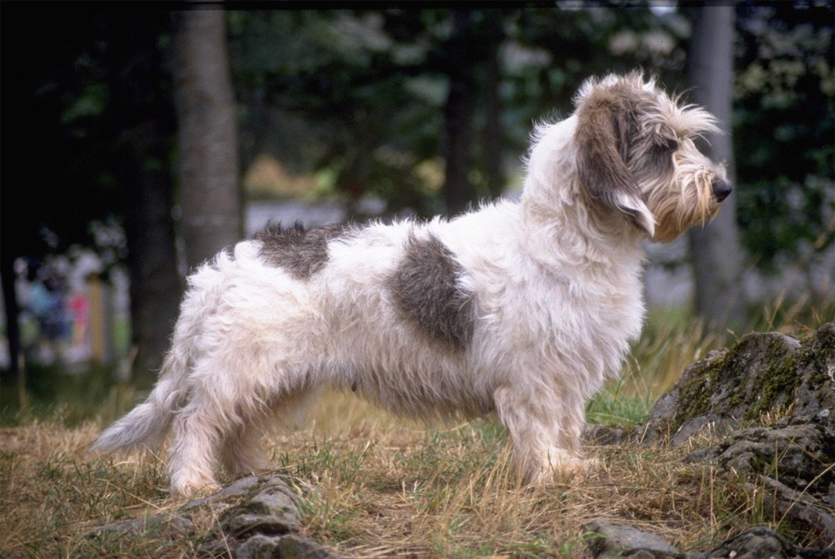 Small Basset griffon vendeen - Dogs breeds - Hounds | Pets