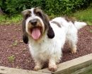 Basset Grifón Vandeano pequeño