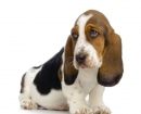 Basset Hound