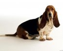 Basset Hound