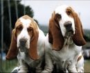 Basset Hound