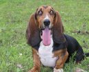 Basset Hound