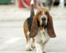 Basset Hound