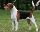 Beagle Harrier