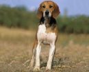 Beagle Harrier