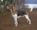 Beagle Harrier